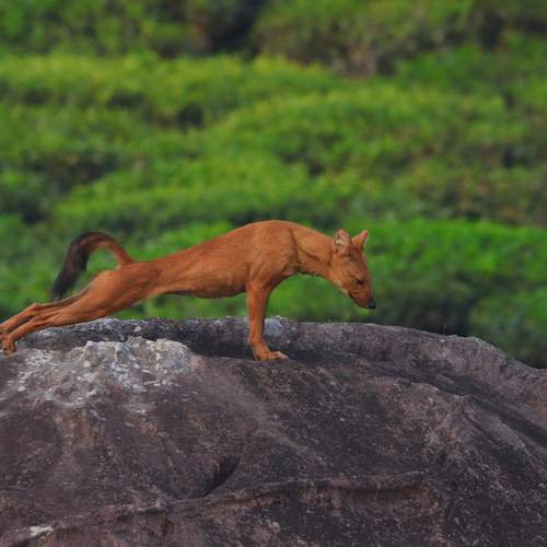 Photo #12380267