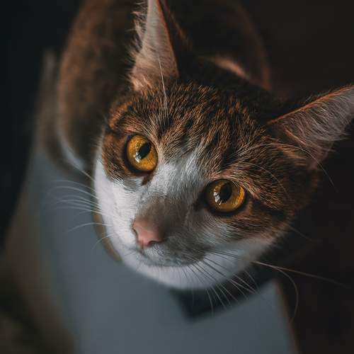 Фотография #12380450