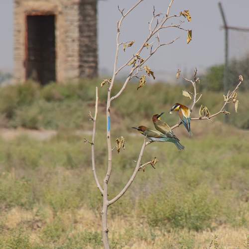 Bee Eaters