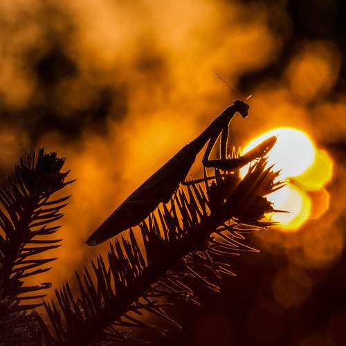 Photo #12381728
