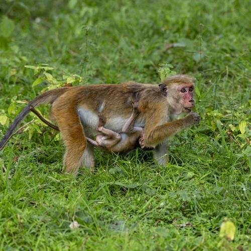 Photo #12382207