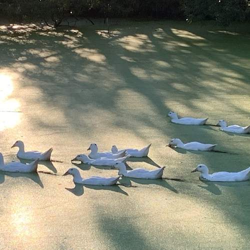 Photo #12382296