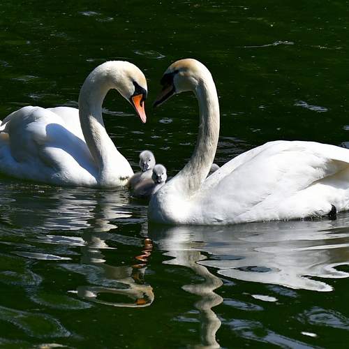 Photo #12382909