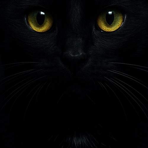 Photo #12383640