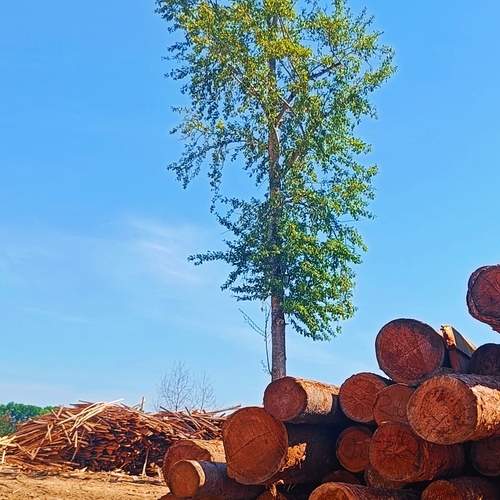 Photo #12383827