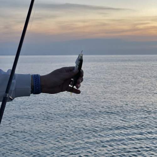 Photo #12384129