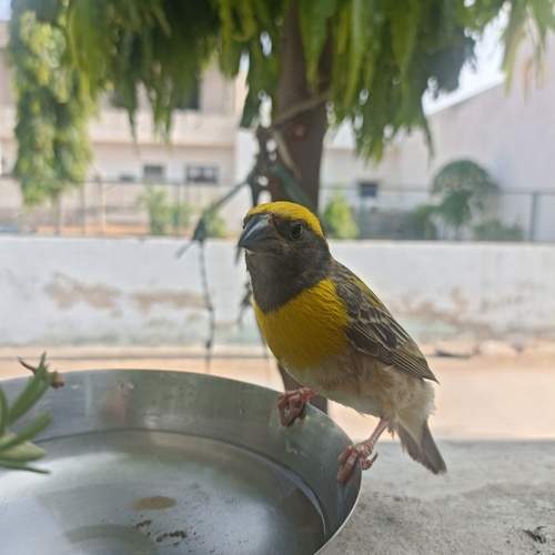 Weaver Bird