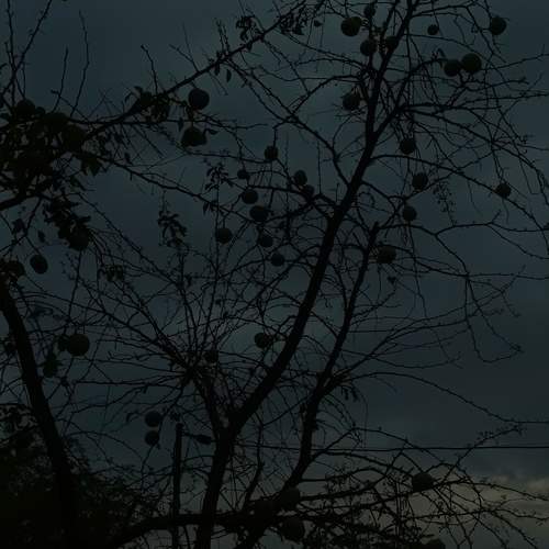 Nightscape with Illuminated Tree