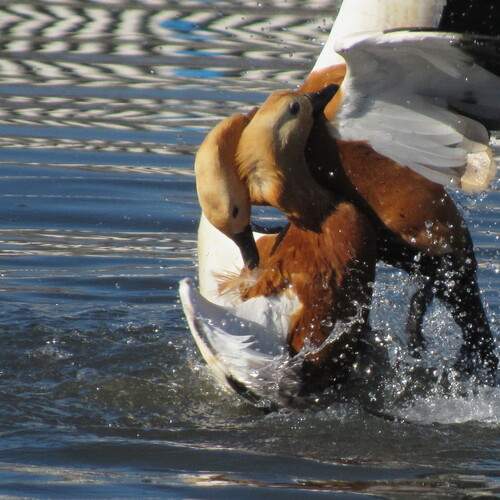 Photo #12385790