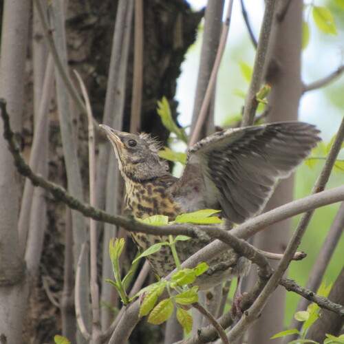 Photo #12385868