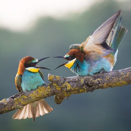 Фотография #12388372