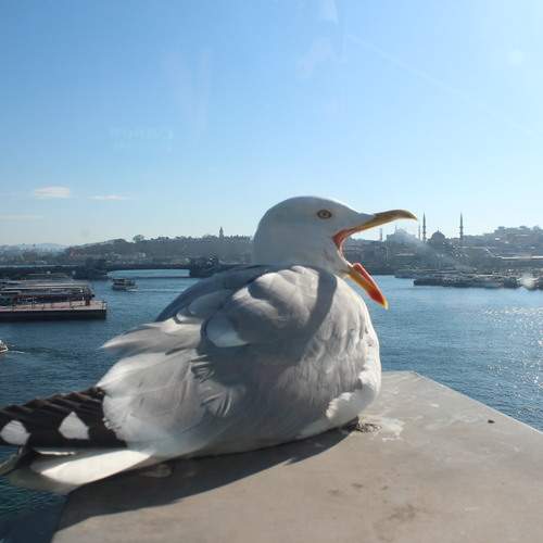 Istanbul Turkey Guul