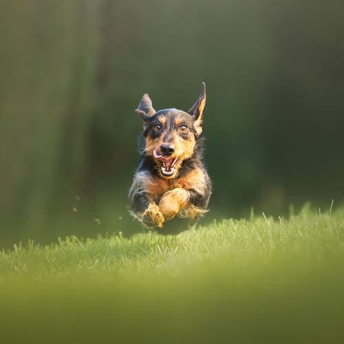 Flying Puppy