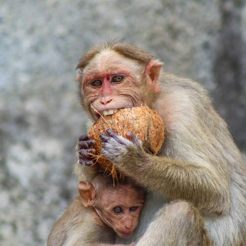 Photo #12393254