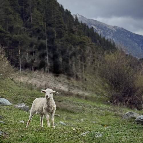 Photo #12393276