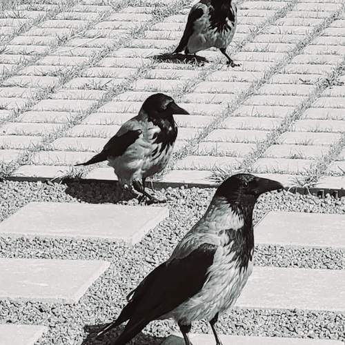 Photo #12393301