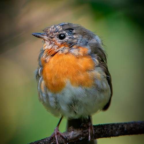 Photo #12393598