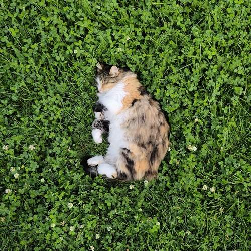 Photo #12394146