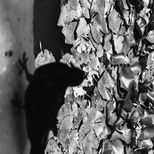 Photo #12395231