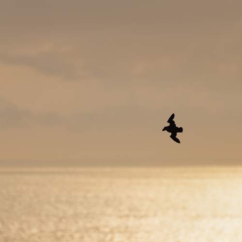 Photo #12395428
