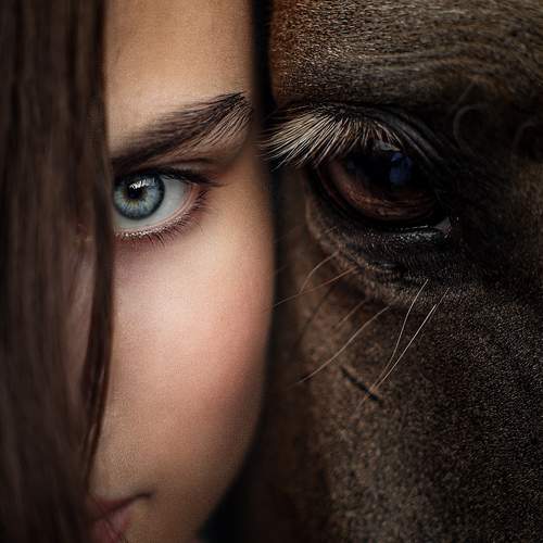 Horse and Human Eye Close-up