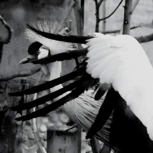 Фотография #12398548