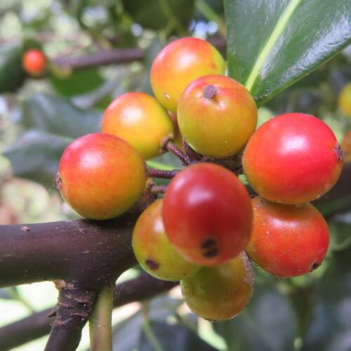 Holly berries III