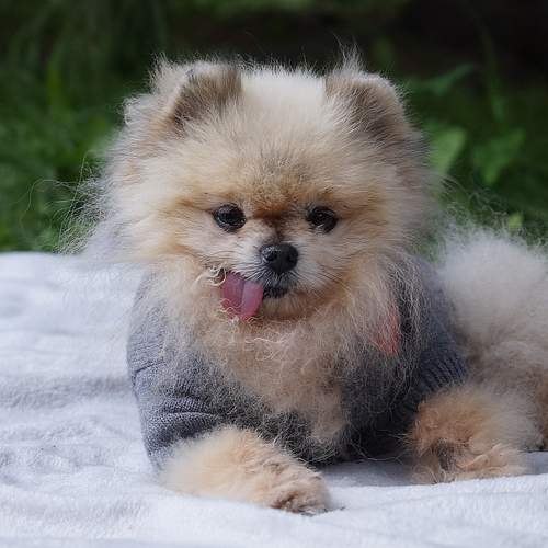 Photo #12401175