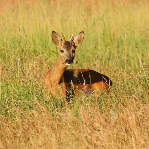 Photo #12401503