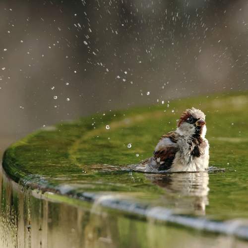 Photo #12405482