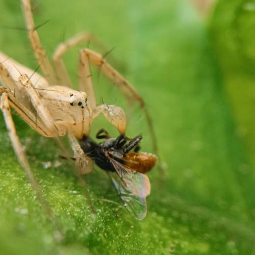 Stripped linux spider