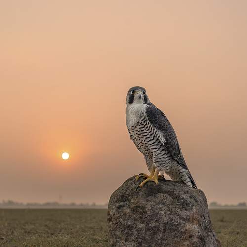 Photo #12405782