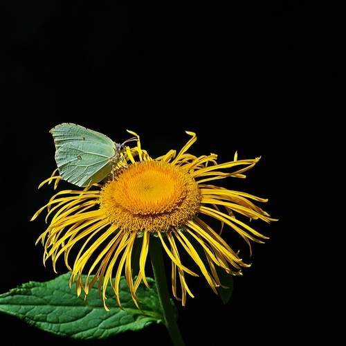 Photo #12406321