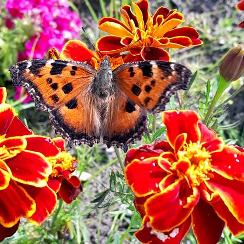 Photo #12407044