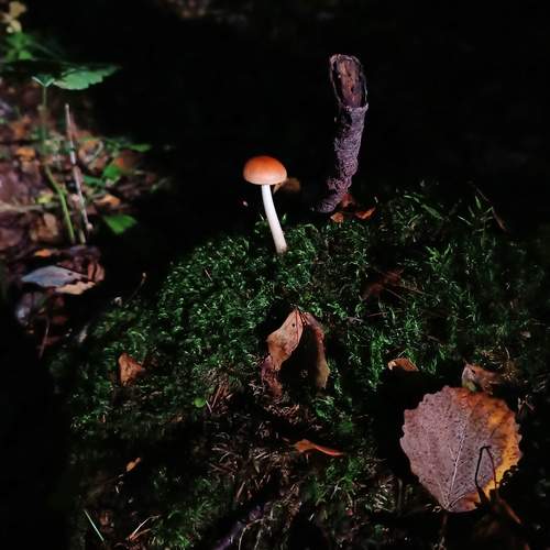 Photo #12409581