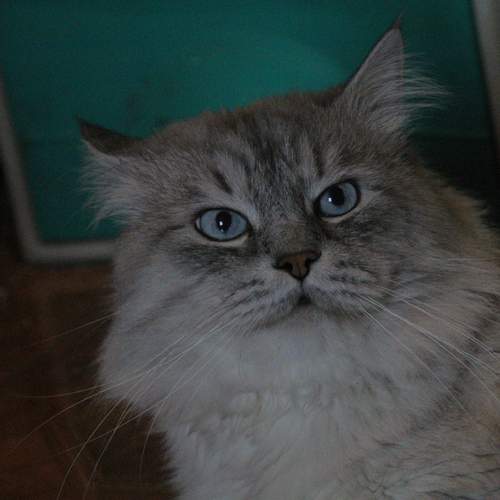 Photo #12409746