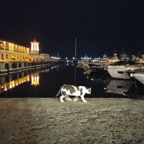 Photo #12409811