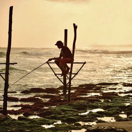 Stilt fisherman of Sri Lanka