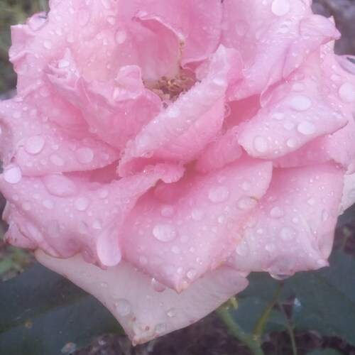 Photo #12411038