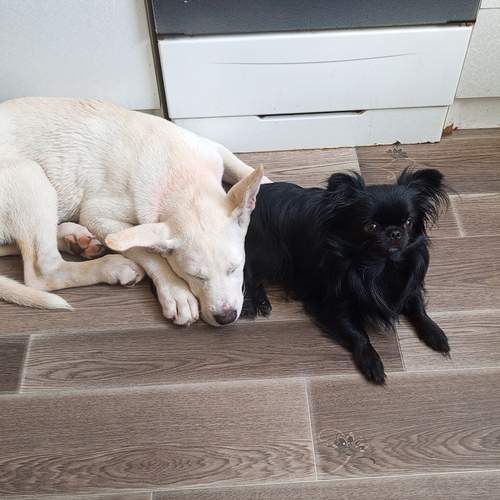 Photo #12411512