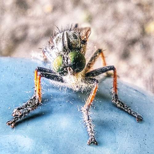 Photo #12411740
