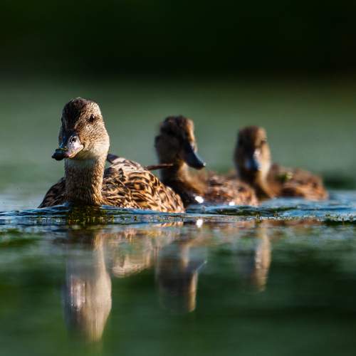 Утиная флотилия