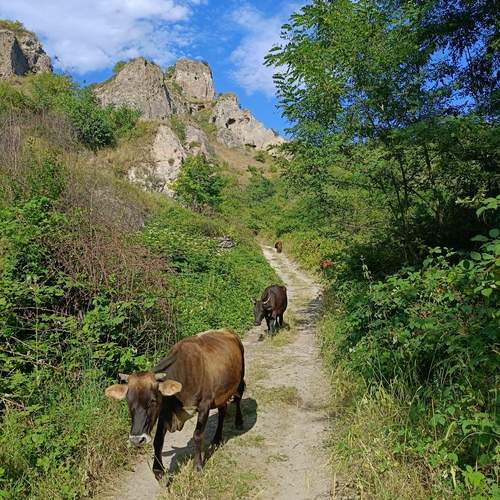 Photo #12414203