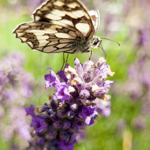Photo #12419675