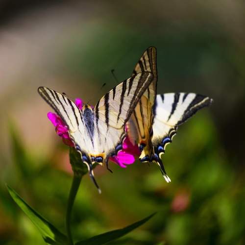 В танце с ветром