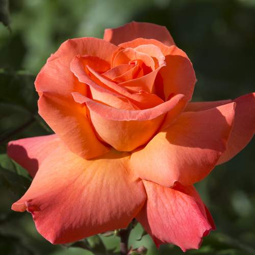 Летняя красавица