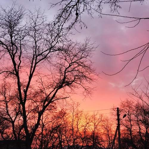 Photo #12420246