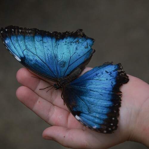 Butterflay