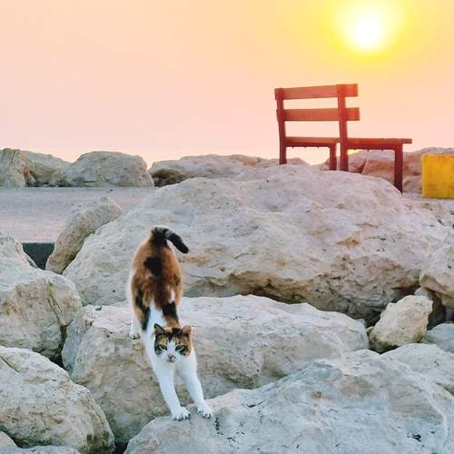 Photo #12420919
