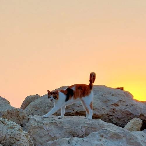 Photo #12420927